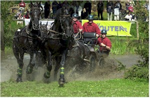 arabo friesian